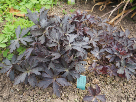 Geranium maculatum ´Espresso´
